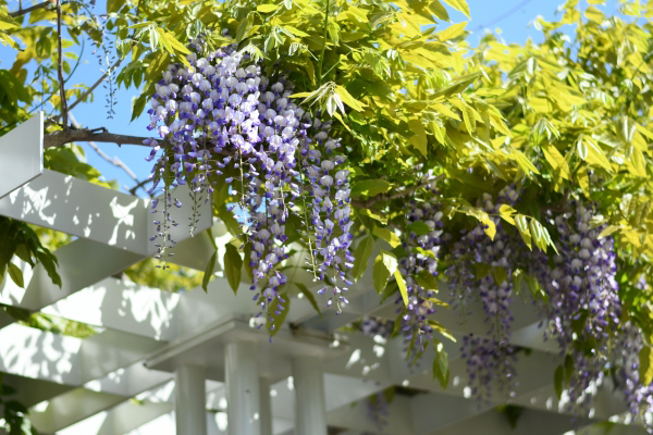 藤棚の設置工事・補修・撤去・フジの花(山崎造園)