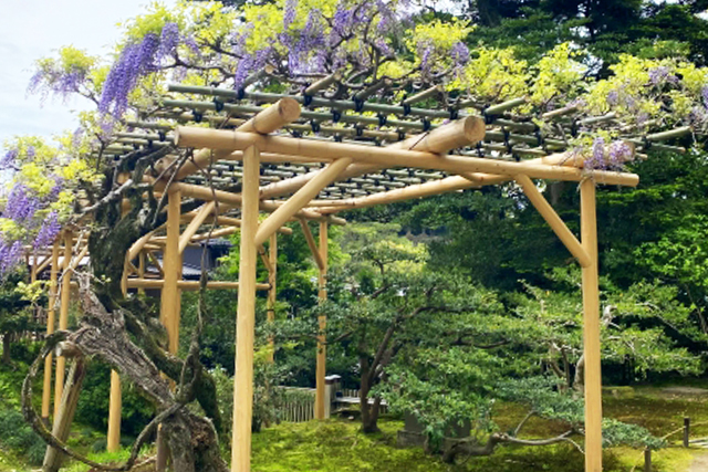 藤棚の設置工事・補修・撤去・フジの花(山崎造園)