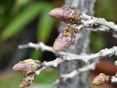 フジの成長・年間手入れ・庭管理