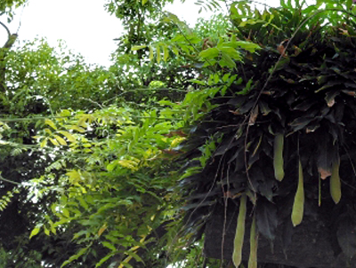 フジの成長・藤(フジ)の年間手入れ・庭管理