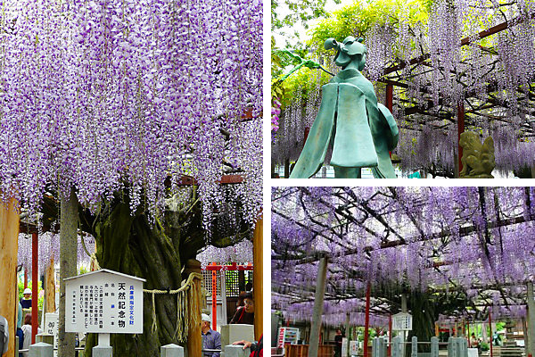 宍粟市・大歳神社の千年藤
