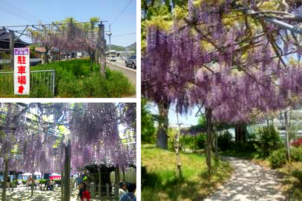 藤（フジ）の花後の手入れ