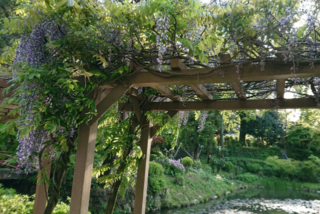 藤(フジ)の年間手入れ・庭管理