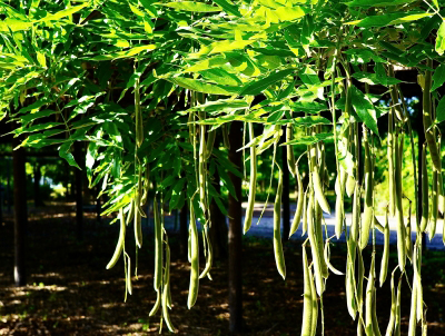 フジの成長・藤(フジ)の年間手入れ・庭管理