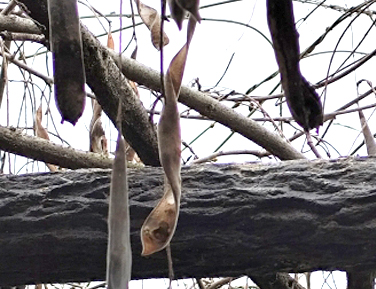 藤の実・豆果(とうか)