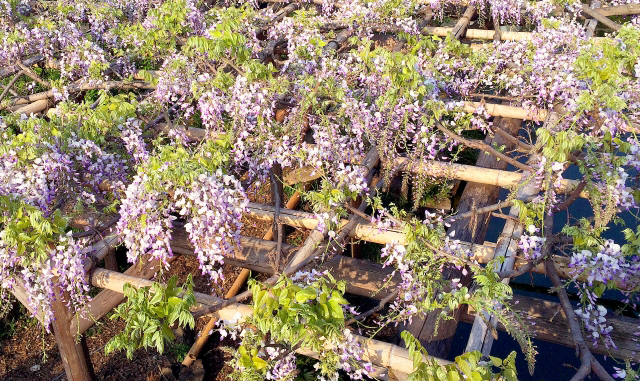 藤(フジ)のツル・剪定・手入れ