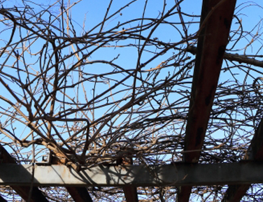 フジの成長・藤(フジ)の年間手入れ・庭管理