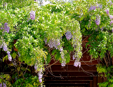 藤(フジ)の木のツル