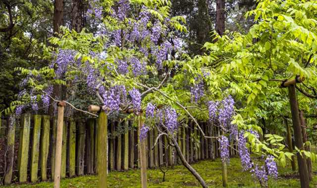 通路の壁面に仕立てた藤(フジ)の木(山崎造園)