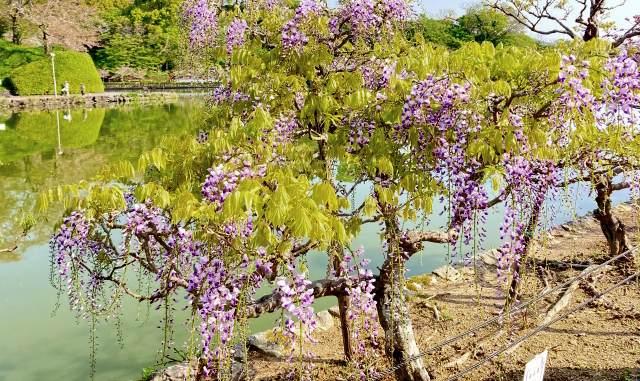 通路の壁面に仕立てた藤(フジ)の木(山崎造園)
