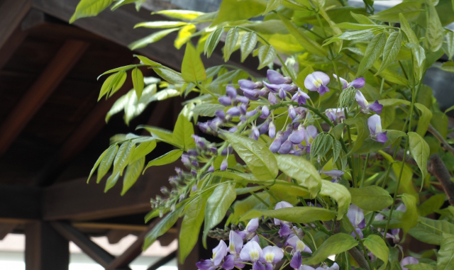 藤(フジ)はマメ科で花茎が長い