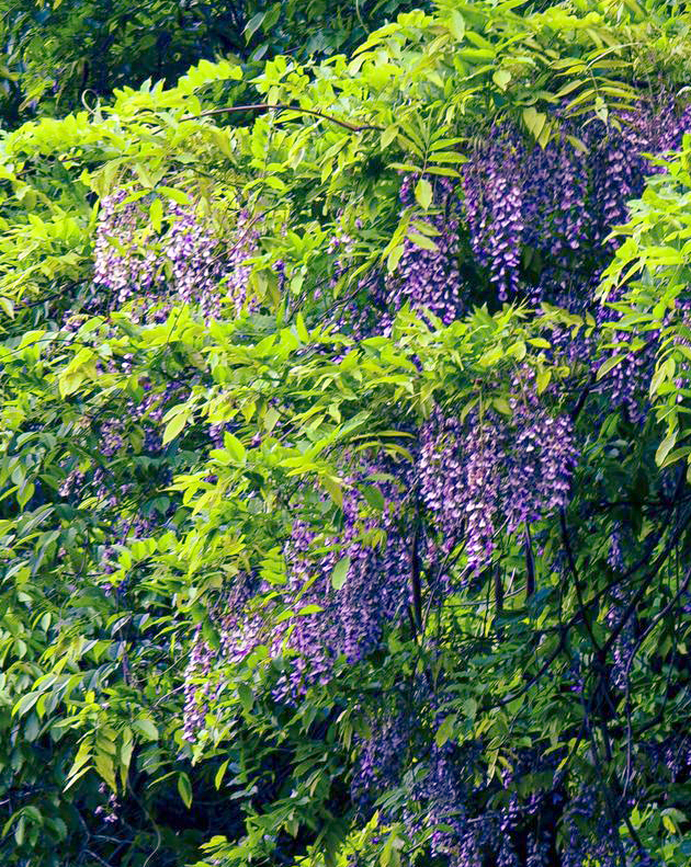 野山に自生している山藤(ヤマフジ)