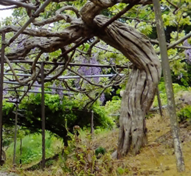 フジの成長・藤(フジ)の年間手入れ・庭管理