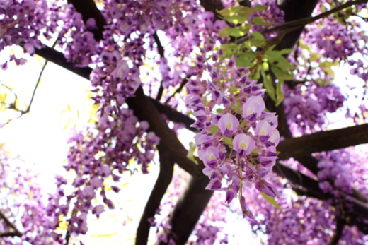 フジの花・特徴・手入れ、藤棚(パーゴラ)の設置・補修(山崎造園・宍粟市)
