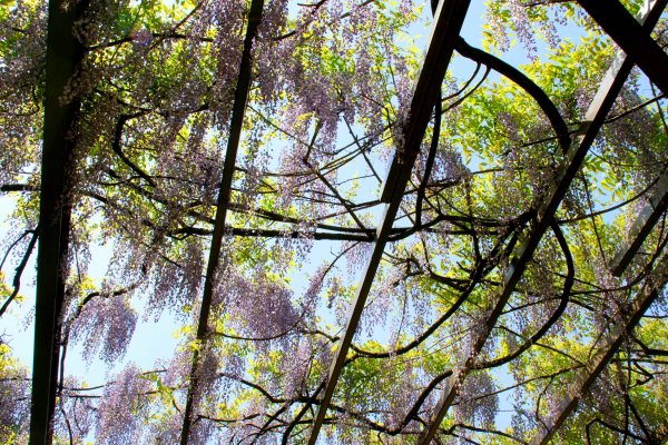 藤棚のヤマフジ