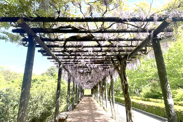 藤棚の設置工事・補修・撤去・フジの花(山崎造園)