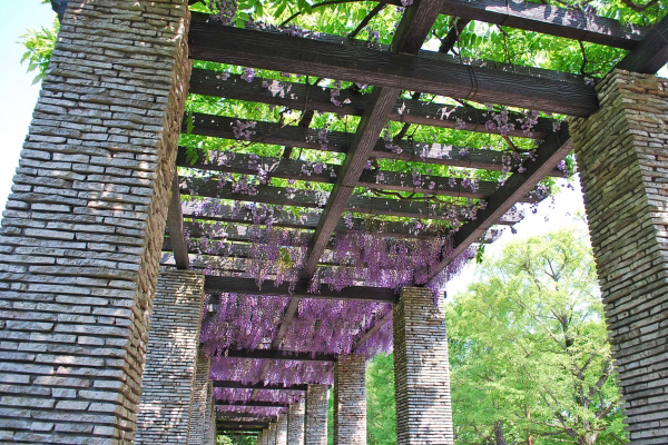 藤棚の設置工事・補修・撤去・フジの花(山崎造園)