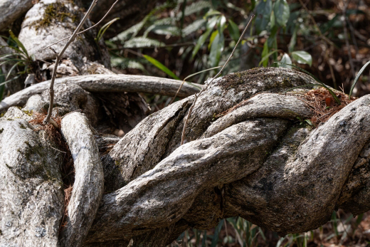 藤(ふじ)のツルが巻き付く