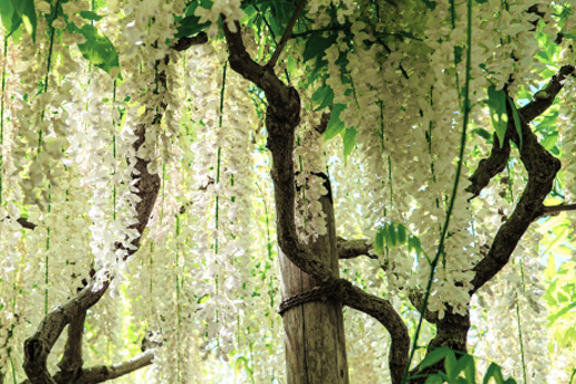 藤棚の設置・フジの木・ツルの誘引