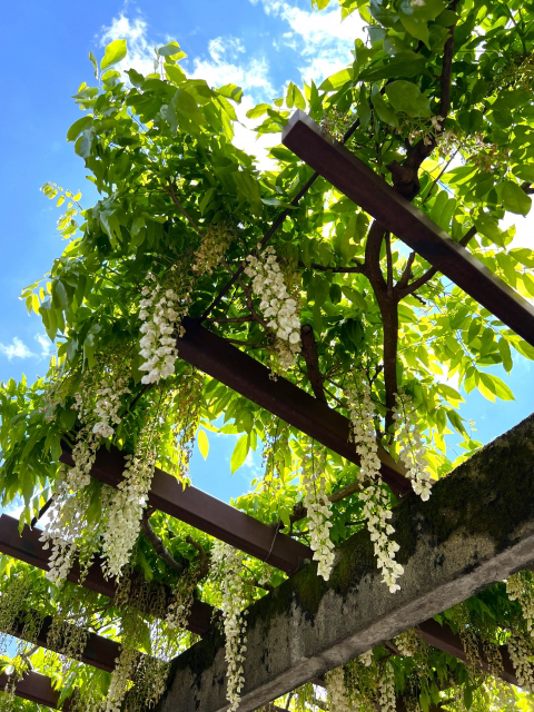 藤棚の設置・フジの木・ツルの誘引