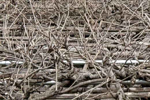 冬のフジの木・冬剪定