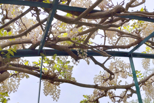 藤棚の設置・フジ棚の補強