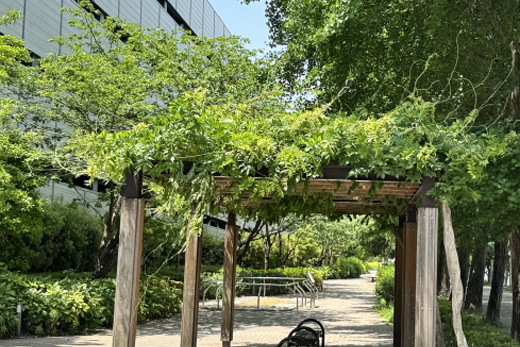 フジの木・夏剪定