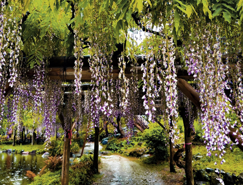 フジの花・藤棚(パーゴラ)の設置・補修(山崎造園・宍粟市)