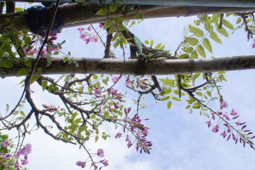 藤棚の設置工事・蔓(ツル)の誘引の方法