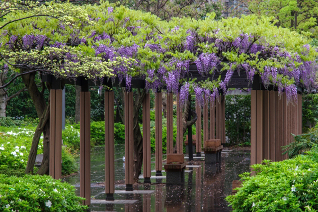 藤(フジ)の年間手入れ・庭管理