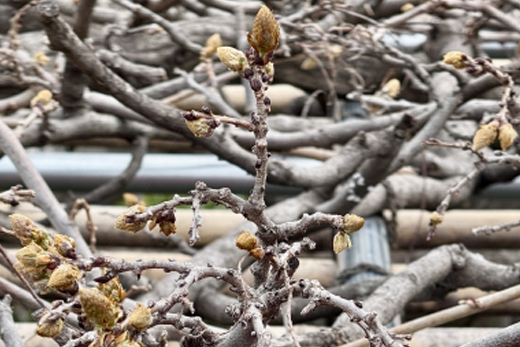 冬のフジの木・冬剪定