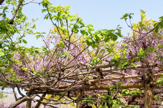 藤(ふじ)のツルが巻き付く
