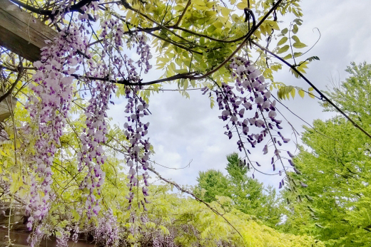 フジの木・夏剪定