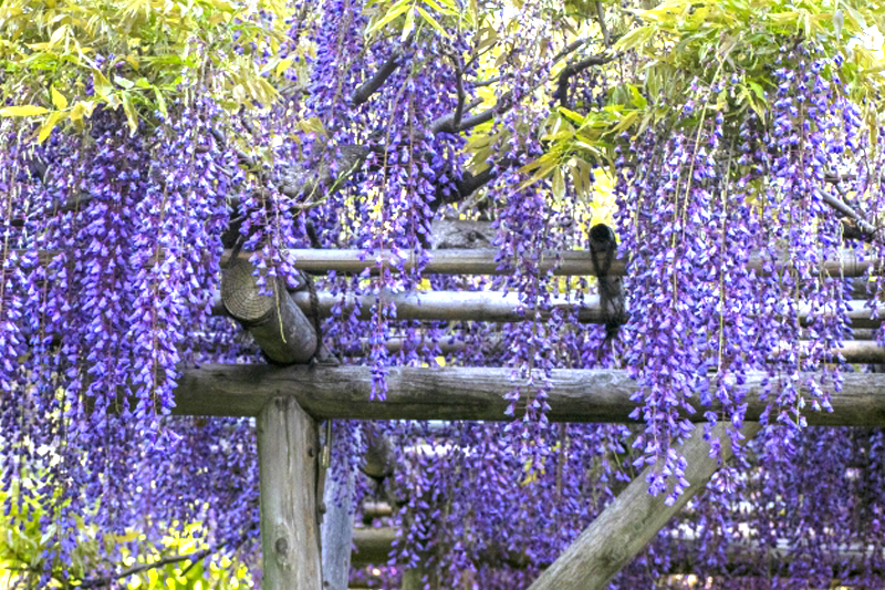 フジの花・特徴・手入れ、藤棚(パーゴラ)の設置・補修(山崎造園・宍粟市)