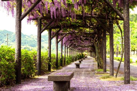 棚の間から枝垂れして咲く薄紫色の藤の花（山崎造園）