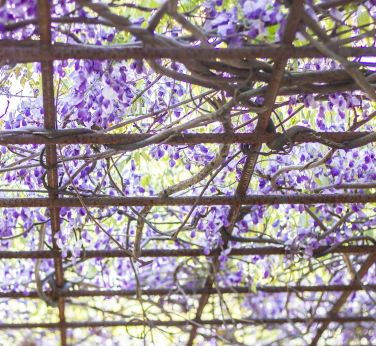 藤棚の設置・剪定と誘引