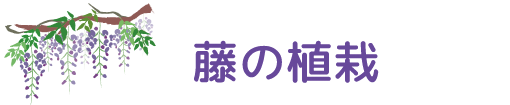 藤（フジ）の植栽