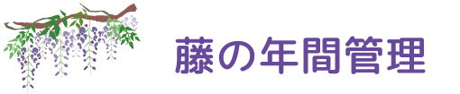 藤（フジ）の手入れ