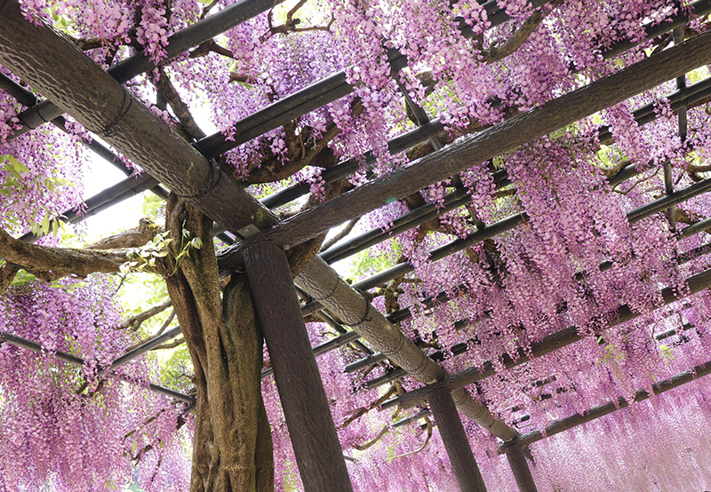 通路の壁面に仕立てた藤(フジ)の木(山崎造園)