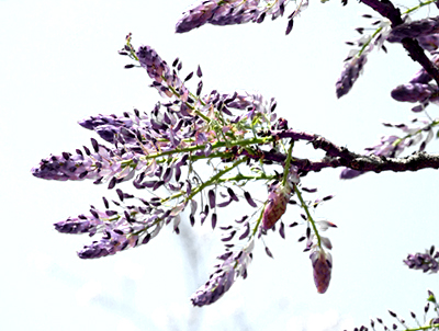 フジの成長・藤(フジ)の年間手入れ・庭管理