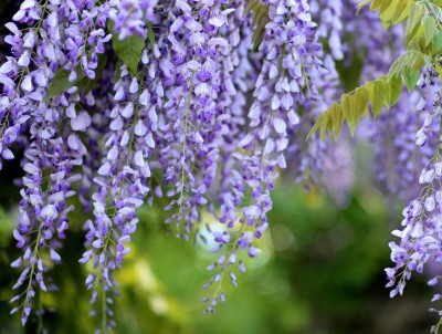 フジの成長・藤(フジ)の年間手入れ・庭管理