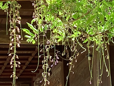 フジの成長・藤(フジ)の年間手入れ・庭管理