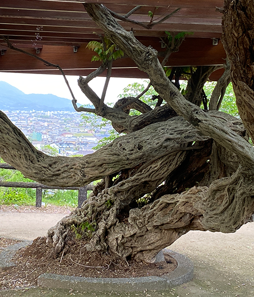 藤棚の設置・フジの木・ツルの成長