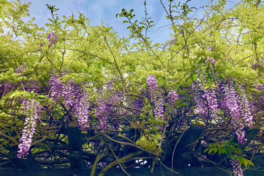 藤(ふじ)の手入れ・剪定(山崎造園)