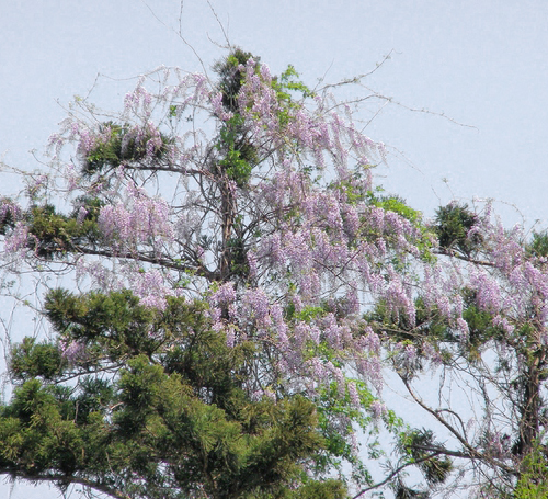 藤棚の設置・フジの木・ツルの成長
