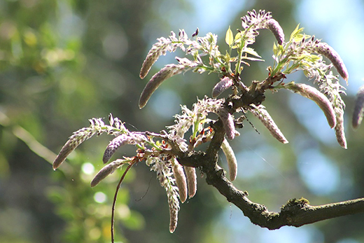 藤(フジ)のつぼみが膨らむ