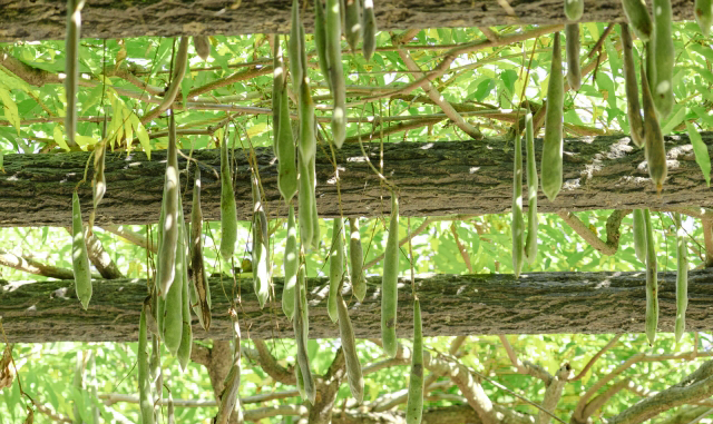 藤(フジ)のツル・剪定・手入れ