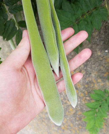 藤の実・豆果(とうか)