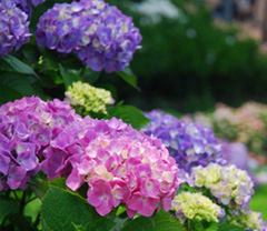 ガーデニングを楽しむ・6月の花「紫陽花（アジサイ）」