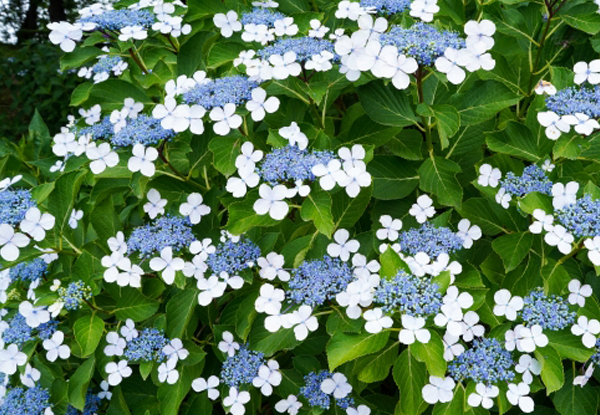 あじさいの植栽（山崎造園）